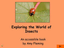Exploring the World of Insects