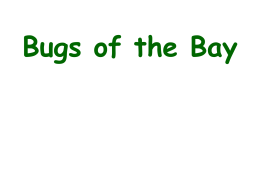 Bugs of the Bay