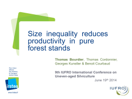 Size Inequality Reduces Productivity in Pure Forest Stand
