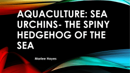 Aquaculture Sea Urchins