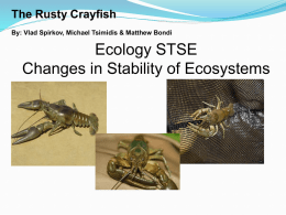 The Rusty Crayfish By