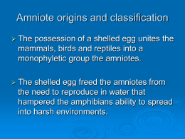 Topic 12 Origin of Amniotes and Modern Reptiles
