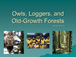 Owls, Loggers, and Old-Growth Forests