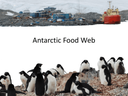 Antarctic Food Web PowerPoint Presentation