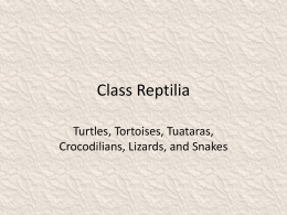 Class+Reptilia