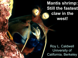 Mantis shrimp: Still the fastest claw in the west!