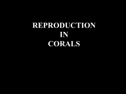 Coral Reproduction