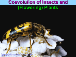Coevolution of Insects and Flowering Plants