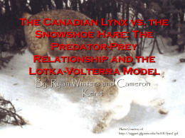 The Canadian Lynx vs. the Snowshoe Hare: Predator