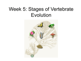 Chapter 5: Stages of Vertebrate Evolution