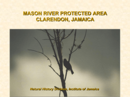 A SURVEY & INVENTORY OF THE AVIFAUNA OF MASON RIVER …