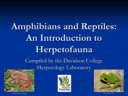 Amphibians and Reptiles: An Introduction to Herpetofauna