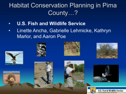Habitat Conservation Planning in Pima County…?