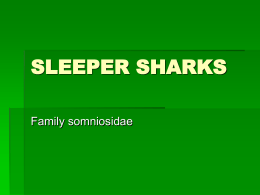 SLEEPER SHARKS - Charles E. Schmidt College of Science