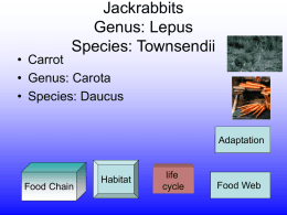 Jackrabbits Genus: Species: