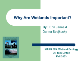 Why are wetlands important? - Texas Coastal Erosion Data