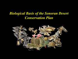 Sonoran Desert Conservation Plan