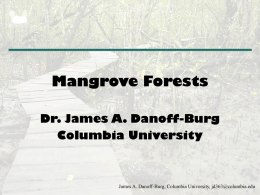 Mangrove Forests - Columbia University