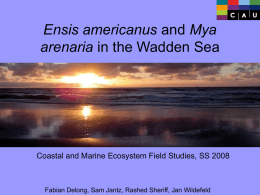 Enis americanus and Mya arenaria in the Wadden Sea