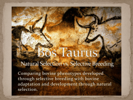 Bos Taurus