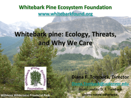 Forest Health Challenges in the Rocky Mountain West