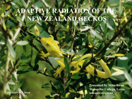 ADAPTIVE RADIATION OF THE NEW ZEALAND GECKOS