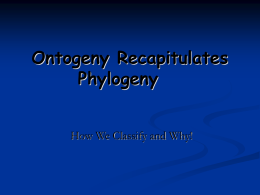 Ontogeny Recapitulates Phylogeny
