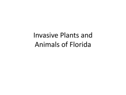 Invasive Plants and Animals of Florida