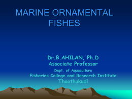 Seasonal Occurrence of Marine Ornamental Fishes Tuticorin