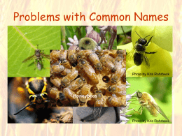 Problems with Common Names