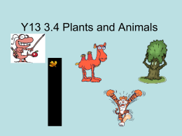 Y13 3.4 Plants and Animals