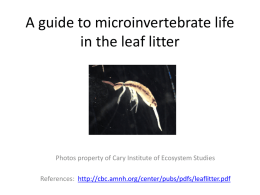 Soil Invertebrate Guide - Cary Institute of Ecosystem Studies