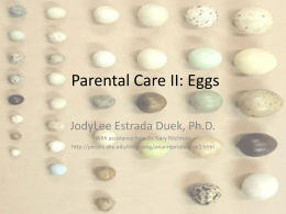Parental Care II: Eggs - Ecology and Evolutionary Biology