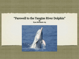 Yangtze River Dolphin (Final) - Mrs-Hills