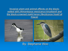 Invasive plant and animal effects on the black