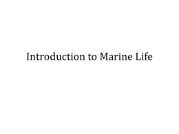 Introduction to Marine Life