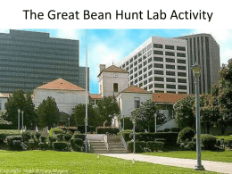 The Great Bean Hunt