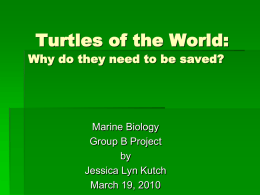 Turtles of the World - MarineBioGroupProject