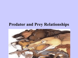 predator and prey relationships