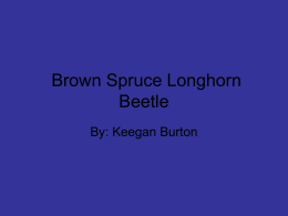 BROWN SPRUCE LONGHORN BEETLE