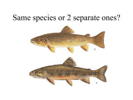 Same species or 2 separate ones?