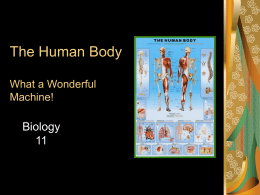The Human Body What a Wonderful Machine!