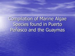 Compilation of Marine Algae Species found in Puerto Peñasco and