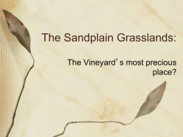 Sandplain Grasslands