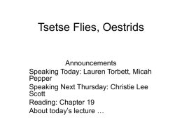 Tsetse Flies, Oestrids