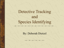 Detective Tracking and Species Identifying (we hope!!)