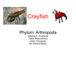 Crayfish - JCCZoology