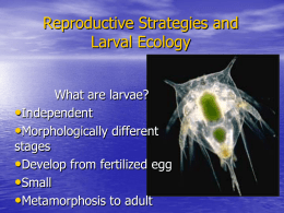 3 Larval ecology jh 2009