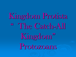 Kingdom Protista “ The Catch-All Kingdom”