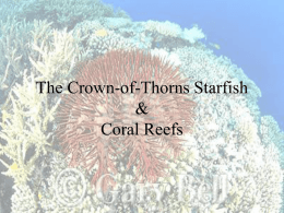 The Crown-of-Thorns Starfish & Coral Reefs